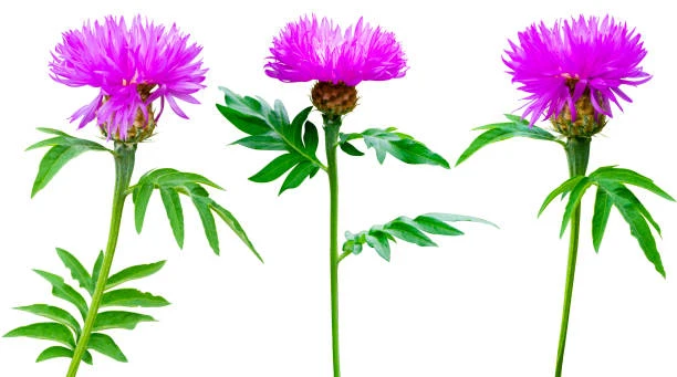milk thistle milk thistle